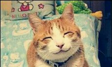 感激恩师的语句，表达我们对教育导师的感激之情