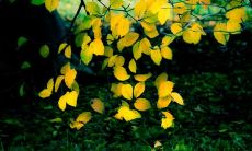 诚挚友情：表达真心待人之句