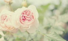 一些反映亲情温馨和孝道精神的句子: 让我们一起探讨亲情温暖和孝道精神的一些表现方式、行动和言语！