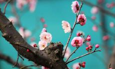 初春之际，浪漫唯美的诗句和句子分享