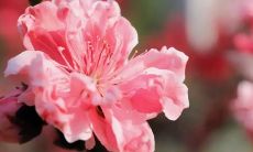 迎接五月的句子，表达你美丽的季节感受