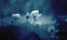 一份包含丰富佛教经典及精华的禅语汇编：完备的佛陀道场禅修指南，超越时空的智慧宝库——佛家经典禅语大全