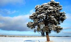 迎接立夏的最佳方式是发送问候短信，让我们来一同祝福这个象征着夏天开始的重要日子吧！