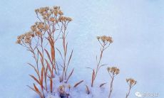 感恩亲情的抒情语句：表达家人之爱的感悟与感谢之情