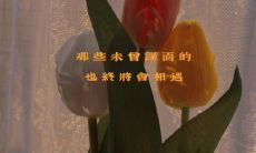 可爱又甜美的文案之选：适合放在朋友圈的妙语！