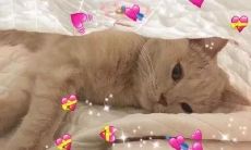 收录了充满战斗力的虎狼之词文案，让你的营销推广更具煽动力！