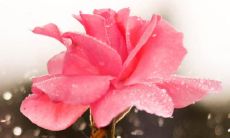 探讨亲情的句子与寓意丰富的成语故事，阐述亲情之重要、珍贵之处