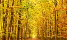 秋日问候短信：用简洁文字传递温暖的祝福