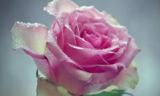 富有古风的唯美亲情句子，短小精悍感人心弦