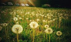 浓浓亲情，感人至深——整理各种精美的表达亲情的词语与句子