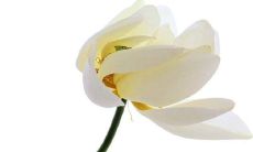 在大雪节气里，发一条暖心问候短信，传递温暖与祝福