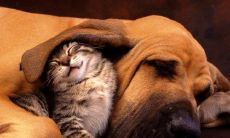 精心挑选的充满幽默感的句子，定能引人大笑的喜闻乐见体验