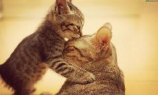 一些感恩活动的句子，用于表达对生命中的人和事物的感激之情