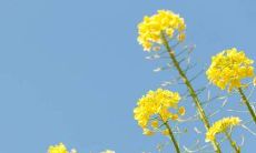 最常见的用于问候的短信文字内容集合，适用于各种场合和对象