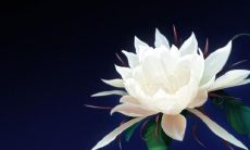 经典禅语：内心平静的引导语句，通过细腻而深邃的字句引领思维走向宁静祥和的精神境地