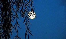 “十月个性精选特色网名”：迎接烟花雨的美丽与绚烂