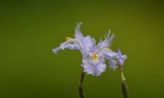 一组含蓄细腻而形象生动的描述，用以描述一个人非常开心的句子精选