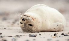 一个人在家防疫期间如何度过？分享经典说说，打发无聊时光！