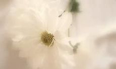 倾心撰写亲情之美的精彩散文文章，感受真挚温暖的家庭情感！