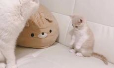 最受女性青睐的文案：魅力无穷、简洁明了、深入人心的创意！