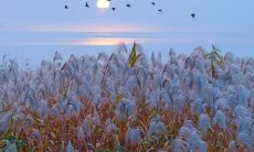 秋季夜晚沁人心脾的露水蒸腾而起，铺散出一片奇妙的境界