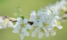 15句唯美的关于春分的句子，沁人心脾，让你感受春分季节的美妙与温馨