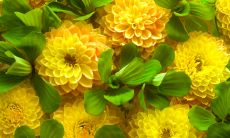 提高客户满意度的有效方式——给客户中午问候的短信推送策略！