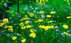 绝美诗句，颂扬唐宋文化，生动描绘春色盎然之感——500首传世古诗中的春天景象