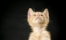 分享那些能够描述心情愉悦、开心欢快的经典句子