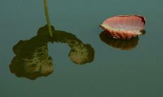 探索佛教静心修行之美：一系列能带来内在平静与智慧的经典佛语