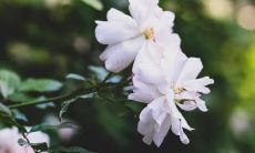 表达对朋友外貌的赞美和喜悦的长句