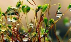 以秋雨为媒体借以抒情的优美句子