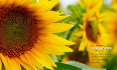 在幼儿园度过的快乐时光：充满欢笑与快乐的日子