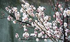 汇总美丽动人的关于梅花的句子，留存花开时节的优美语言艺术