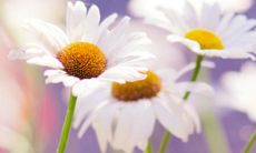 可能深刻刻画亲情的扎心句子的探讨