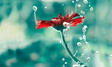 用美妙动人的话语表达情感——百句舒缓身心的抒情句子合辑