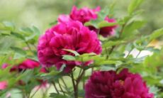 用心呵护的手足亲情，如同一朵绽放在心间的美丽花朵