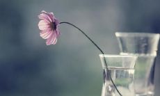 冰心的经典句子：探讨友情之真谛，令人感悟万千，字字珠玑妙不可言