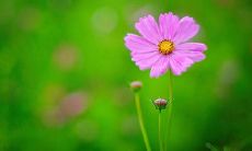 一些充满喜悦和愉悦情绪的话语和表达方式，形容人们的开心状态