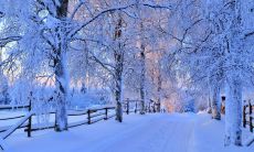 用美丽抒情的语言描写初雪的华丽场景与美丽情感的句子