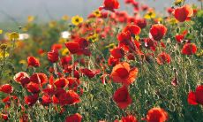 伴他左右时无比欢乐的表述