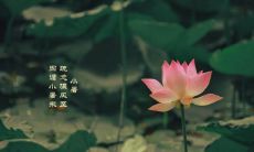 小暑已至，收集了一系列适用于小暑文问候祝福语的大全短信祝福语，让你的生活更丰富！