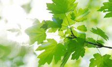 即将到来的夏天，我打算用这些语句来清新友谊、点亮生命的朋友圈！