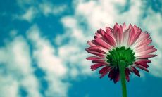 一些表达朋友情的长句子，以及如何在日常生活中表达和维护真挚的友谊