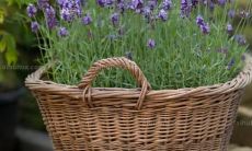 掉泪又心欢的话语：又难过又开心，两重情感并存