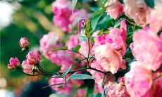 描写立夏的古诗：描绘万物生机的立夏古诗