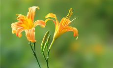 如何在日常生活中表达感恩之情：一篇探讨关于感恩的个人座右铭的文章