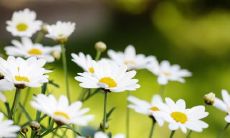 尽在这里！收集了许许多多温馨感人的唯美亲情句子，让爱不再难说出口！