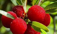 全面收集各品种水果上市的广告语，让你随时享受新鲜、健康而美味的滋味！