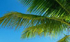 一份春天问候祝福的长长信笺：寄情于温暖的春风，让心中的花开放出最美好的祝福语句